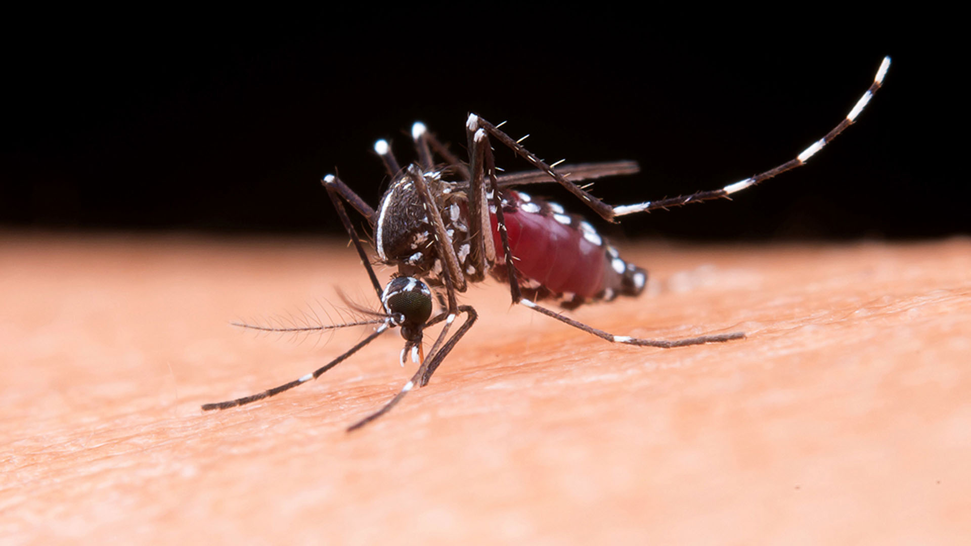 A epidemia de dengue no Brasil em 2024 foi a maior já detectada; Aedes aegypti é o mosquito transmissor da dengue e da febre amarela urbana – Foto: jcomp / Freepik
