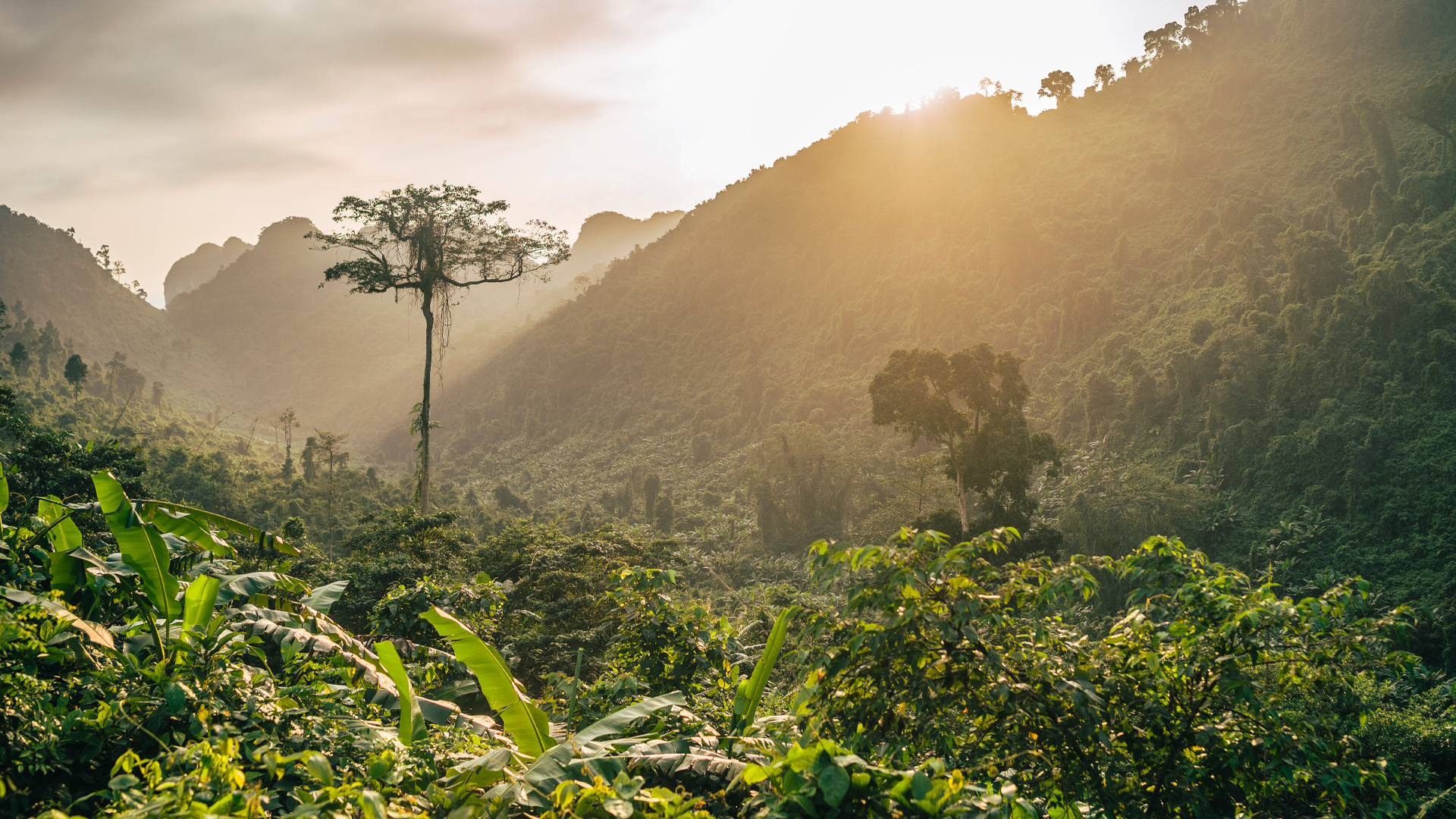 Imagem de uma floresta - Fonte: Freepik